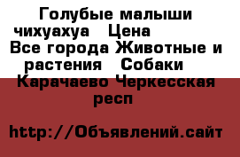 Голубые малыши чихуахуа › Цена ­ 25 000 - Все города Животные и растения » Собаки   . Карачаево-Черкесская респ.